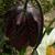 Fritillaria meleagris
