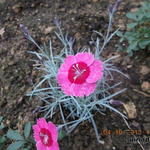 Dianthus gratianopolitanus 'India Star' - 