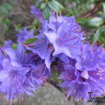 Rhododendron 'Azurika' - Rhododendron 'Azurika'