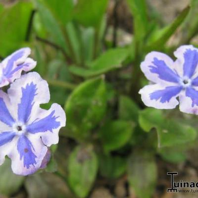 Omphalodes cappadocica 'Starry Eyes' - 