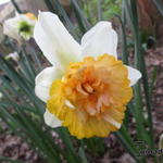 Narcissus 'Petit Four' - 