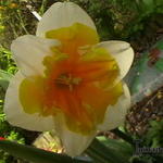 Narcissus 'Orangery' - 