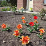 Tulipa 'Willem van Oranje' - 