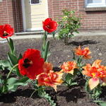 Tulipa 'Crystal Beauty'  - 
