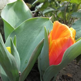 Tulipa 'Flair'