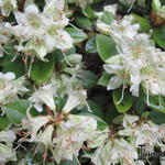 Rhododendron 'Shamrock' - 