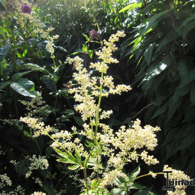 Artemisia lactiflora 'Guizhou' - Artemisia lactiflora 'Guizhou'