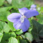 Viola riviniana - Violette de Rivinus