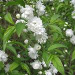 Prunus glandulosa 'Alba Plena'  - 