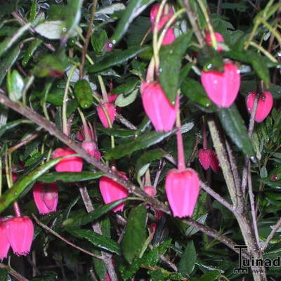 Crinodendron hookerianum - 