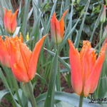 Tulipa 'Alexandra' - 