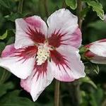 Hibiscus syriacus 'Hamabo' - 