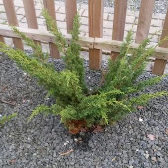 Juniperus chinensis 'Hetzii'