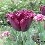 Tulipa 'Labrador' - 
