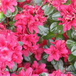 Rhododendron  'Thierry' - Rhododendron 'Thierry'