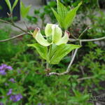 Cornus florida f. rubra  - Cornus florida