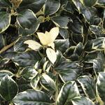 Ilex aquifolium 'Golden van Tol' - 