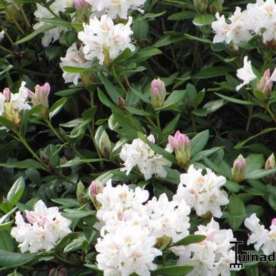 Rhododendron 'Cunningham's White' - Rhododendron 'Cunningham's White'