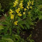 Thermopsis chinensis - 