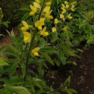 Thermopsis chinensis