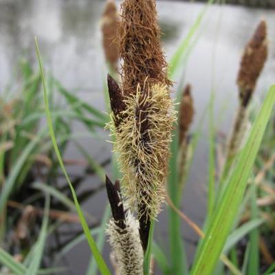 laîche des rives - Carex riparia