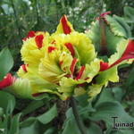 Tulipa 'Double Flaming Parrot' - 