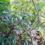 Cyphomandra corymbiflora - 