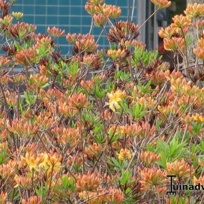 Rhododendron 'Lemonora' - 
