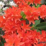Rhododendron 'Koster's Brilliant Red' - 