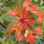 Euphorbia griffithii 'Fireglow'