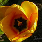 Tulipa 'Blushing Apeldoorn'  - 