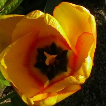Tulipa 'Blushing Apeldoorn'