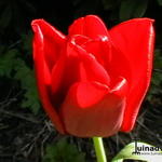 Tulipa 'Seadov' - 