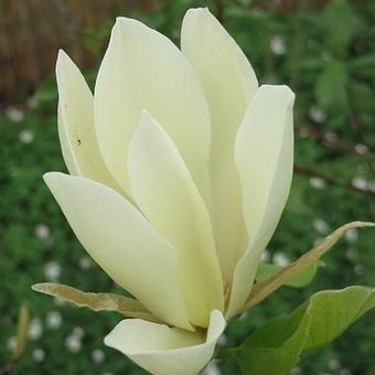 Magnolia 'Legend'