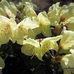 Rhododendron 'Princess Anne' - 