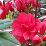 Rhododendron 'Moederkensdag' - 