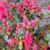 Rhododendron 'Moederkensdag'