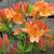 Rhododendron 'Frans van der Bom'