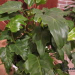Philodendron xanadu - 