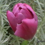 Tulipa 'Purple Prince' - 