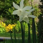 Narcissus 'Papillon Blanc' - 