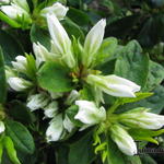 Rhododendron 'Snow' - 