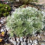 Artemisia schmidtiana - Kurilen-Beifuss