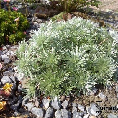 Artemisia schmidtiana - 