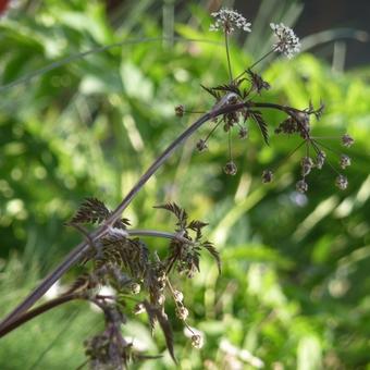 Anthriscus sylvestris 'Ravenswing'