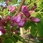 Robinia hispida  - 