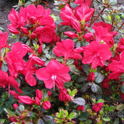 Rhododendron 'Moederkensdag' - 