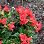 Rhododendron 'Baden-Baden' - 