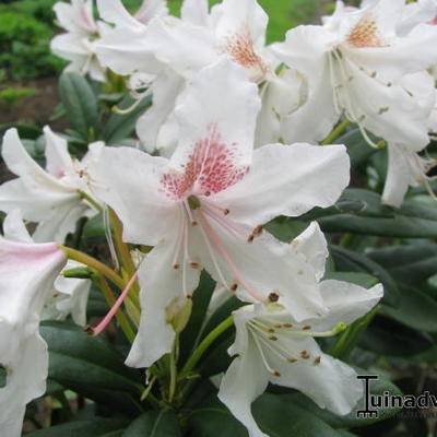 Rhododendron luteum 'Snow Gold' - 