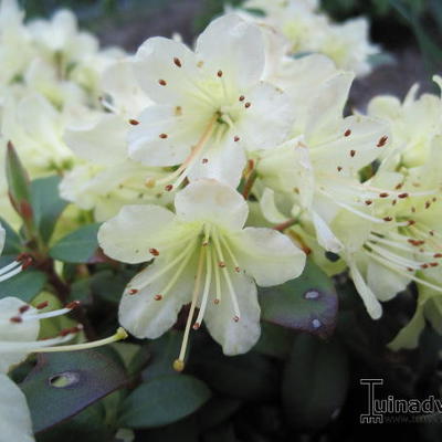 Rhododendron 'Princess Anne' - Rhododendron 'Princess Anne'